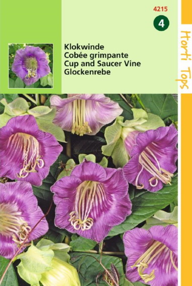 Glockenrebe (Cobaea scandens) 20 zaden HT